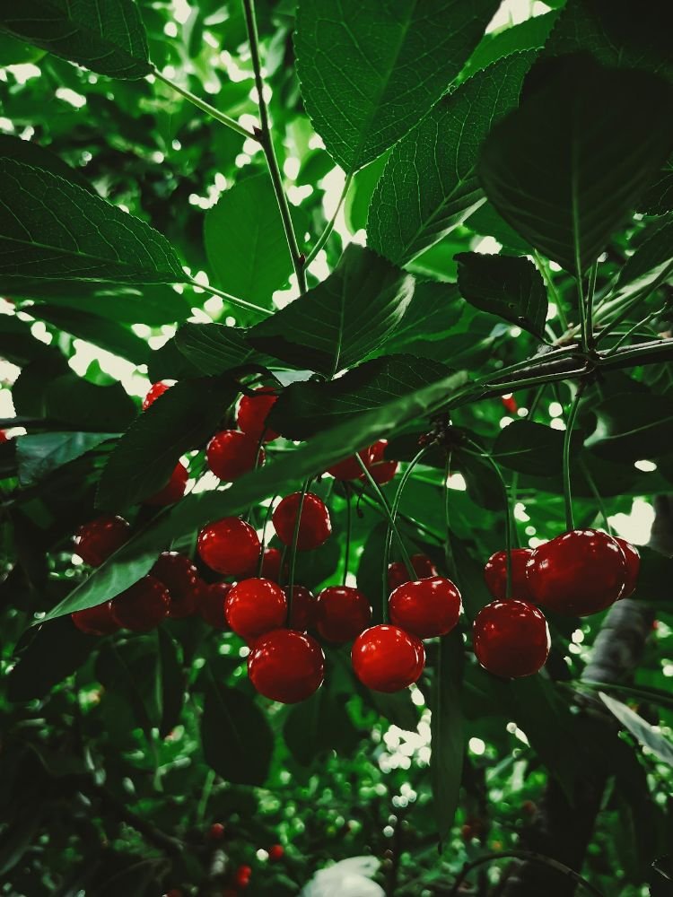 Cherry